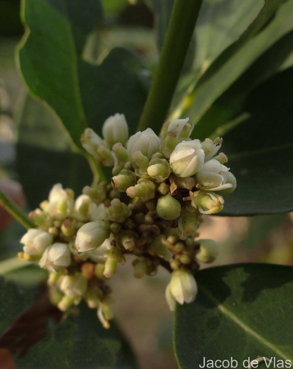 Glycosmis pentaphylla (Retz.) DC.